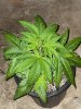 IMG_3610.jpeg