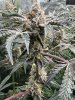 IMG_4322.jpeg
