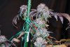 obama kush week 10 harvest day small format-7.jpg