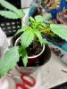 IMG_4671.jpeg