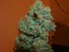 DSCN7058.jpg