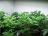 veg room.jpg