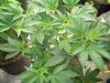 Sour Diesel.jpg
