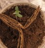Seedlings.jpg