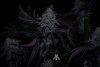Black Velvet week 10 harvest small format-4.jpg