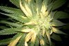Dealing-With-Light-Burn-On-Marijuana-Plants.jpg