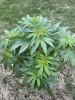 IMG_3701.jpeg