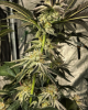 Screenshot 2024-03-21 at 15-33-40 TheCannabisZone (@thecannabiszone) • Instagram photos and vi...png
