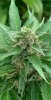 IMG_0577.jpeg