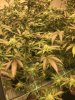 IMG_1279.jpeg