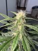 IMG_4246.jpeg