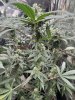 IMG_0459.jpeg