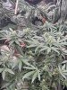 IMG_0456.jpeg