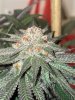 IMG_8818.jpeg