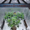 G3000-jimgrowbuds-Instagram-01.jpg