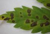 Alternaria, herb.jpg