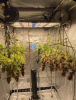 phlizon_led_grow_light_pl4500_450w - 副本.png phlizon_led_grow_light_pl4500_450w - 副本.png