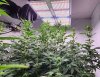 phlizon_pl4500_450W_LED_grow_lights (1).jpeg phlizon_pl4500_450W_LED_grow_lights (1).jpeg