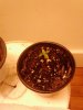 IMG_20240401_073555.jpg