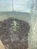 outside grow.jpg