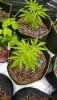 VAA_240409_1846_HD.jpg