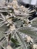 IMG_4043.jpeg