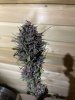 IMG_1495.jpeg IMG_1495.jpeg
