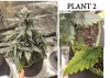 plant problems2.jpg