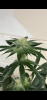 8174F3C9-D66F-48CE-A384-2A75B60DE57B.png