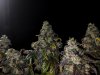 PSX_20240420_232037.jpg