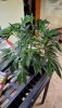 GG4_1_Side.jpg