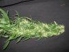 IMG_0365.jpg