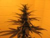 plantz 090.jpg