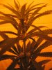 plantz 100.jpg