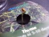 DSC01126.jpg