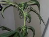 IMG00124.jpg