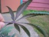 DSCN7073.jpg