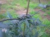 DSCN7066.jpg
