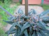 DSCN7076.jpg