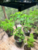 phlizon_full-specttum_led_grow_light_7.png phlizon_full-specttum_led_grow_light_7.png