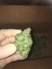 IMG_0542.JPG