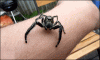 IMG_5334.gif