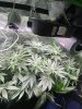 IMG_6529.jpeg