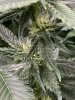 IMG_6543.jpeg