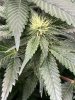 IMG_6546.jpeg