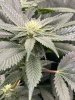 IMG_6548.jpeg