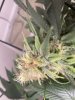 IMG_2385.jpeg