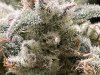 IMG_1801.jpeg