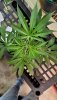 GDP_Clone1_Top_Topd.jpg