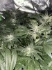IMG_6686.jpeg